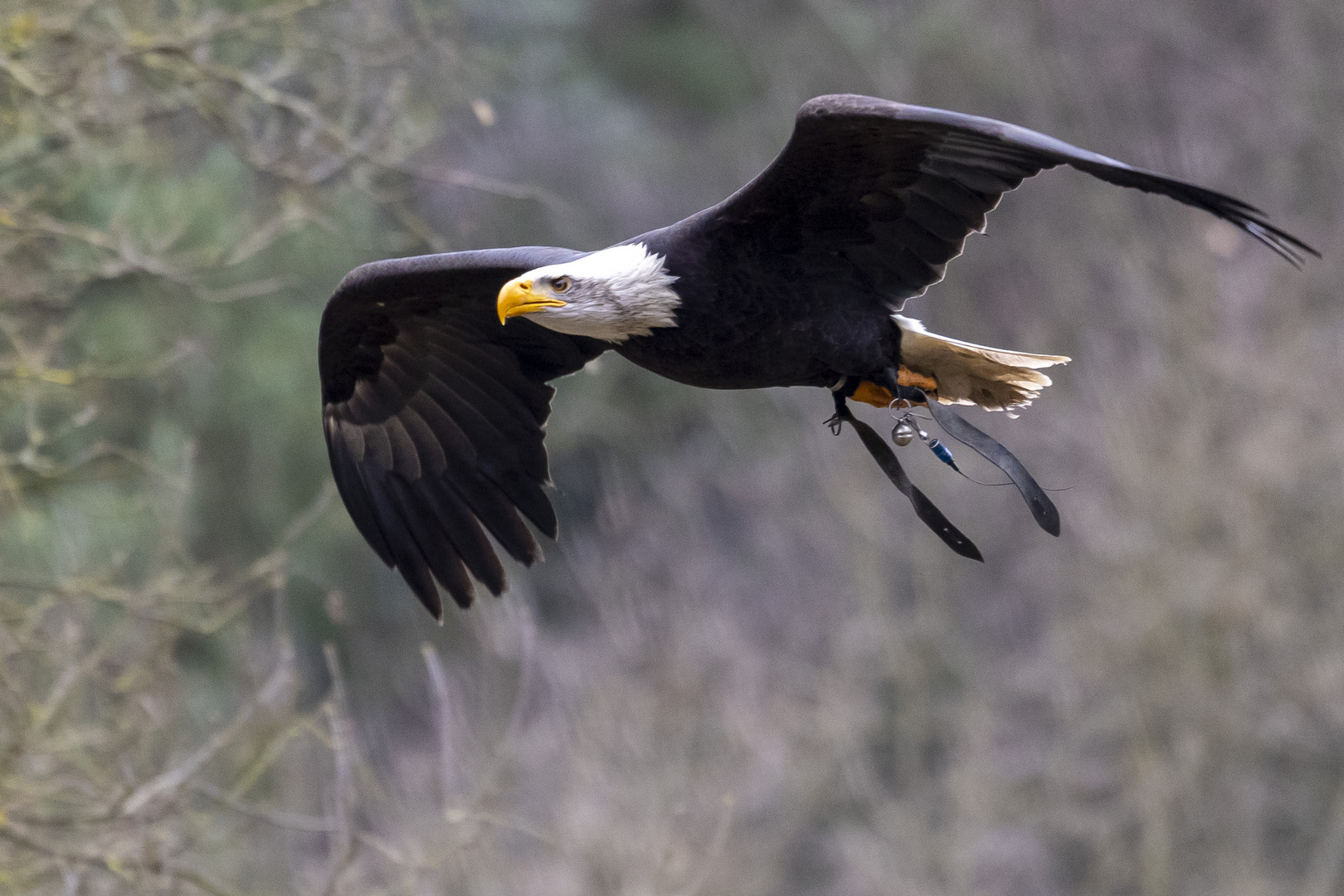 Weißkopfseeadler