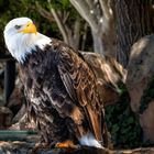 Weißkopfseeadler Blick