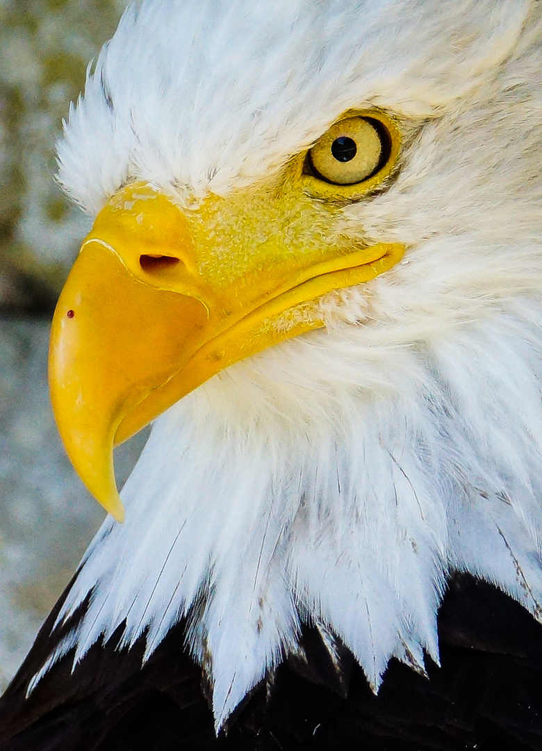 Weißkopfseeadler böser Blick 2