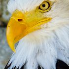 Weißkopfseeadler böser Blick 2