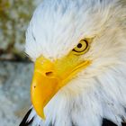 Weißkopfseeadler böser Blick