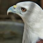 Weisskopfseeadler / Bohol Island