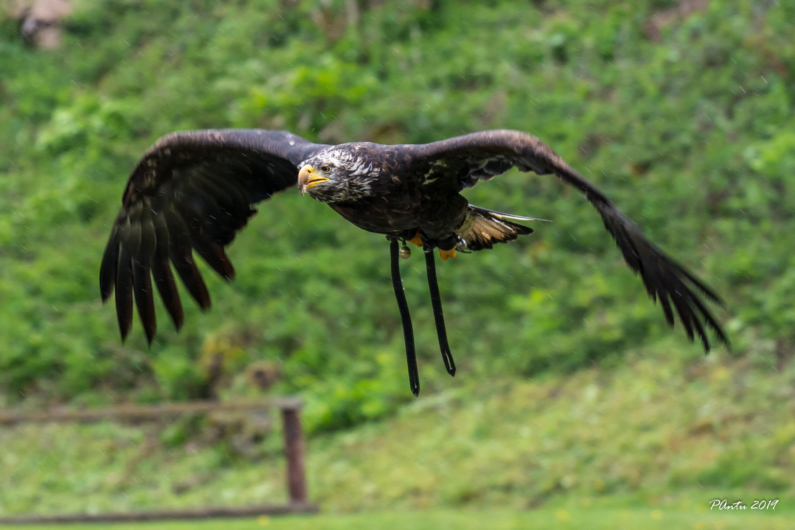 Weißkopfseeadler