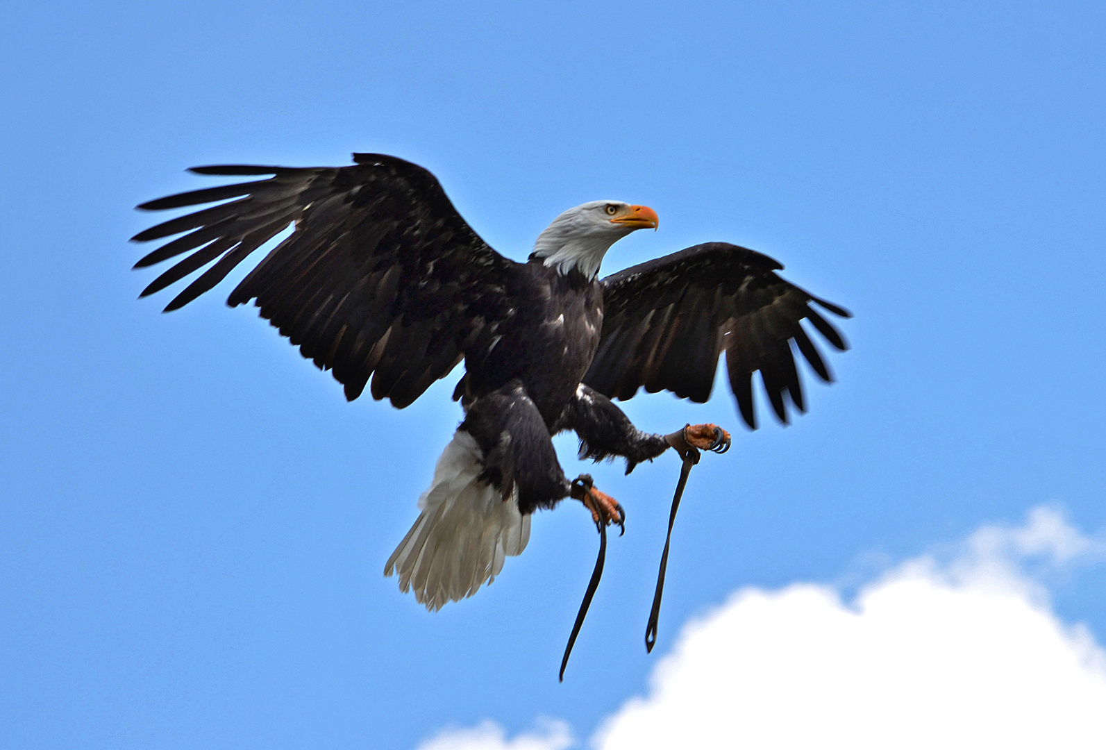 Weißkopfseeadler