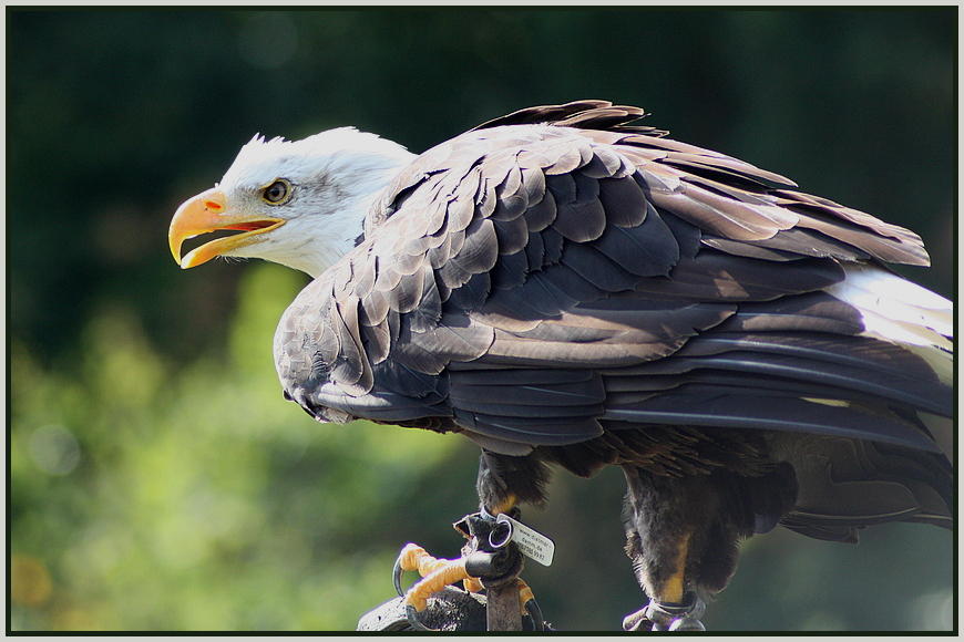 Weißkopfseeadler