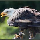 Weißkopfseeadler