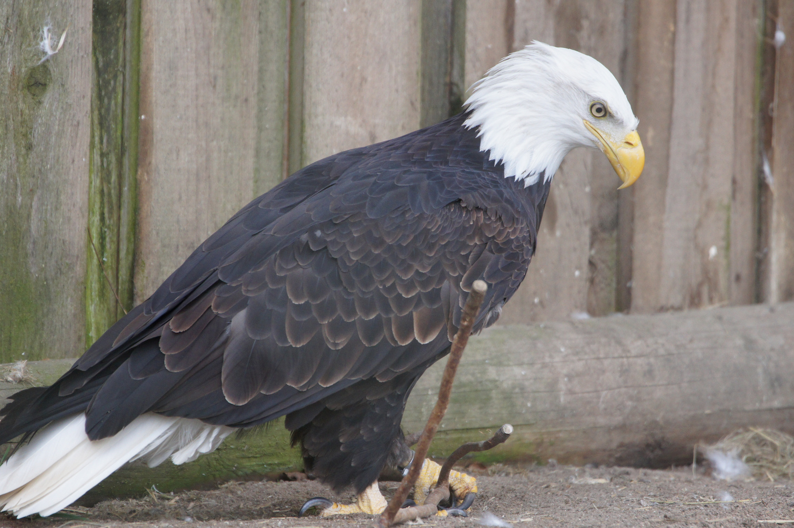 Weißkopfseeadler