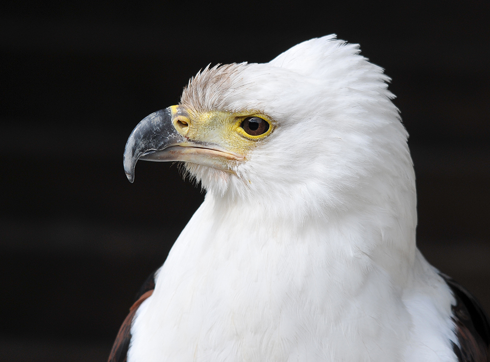 Weißkopfseeadler