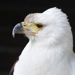 Weißkopfseeadler