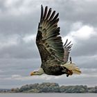 Weißkopfseeadler...