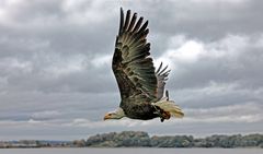 Weißkopfseeadler...