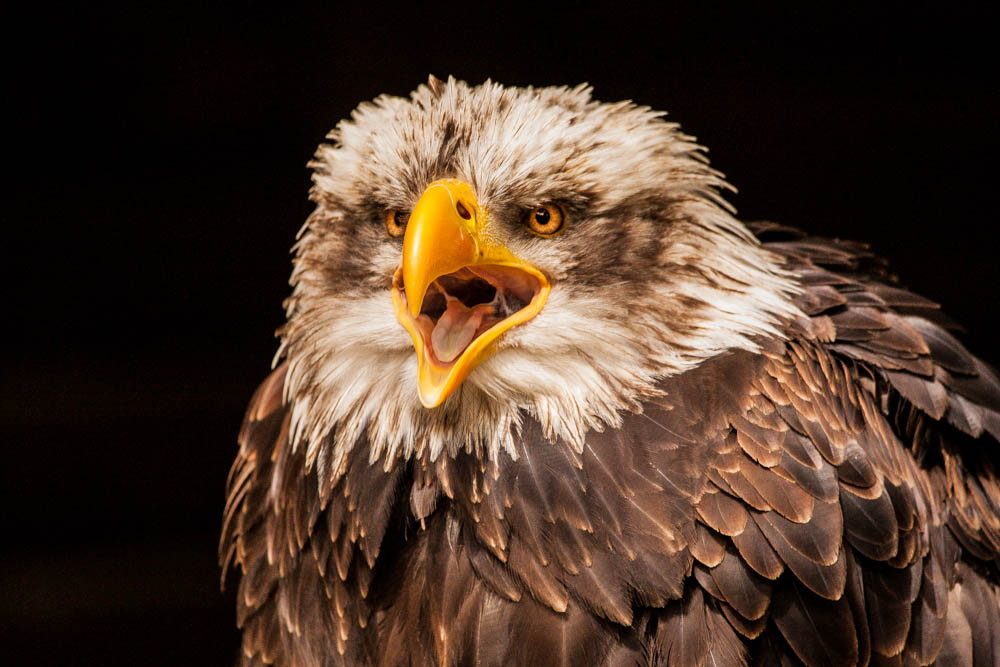 Weißkopfseeadler