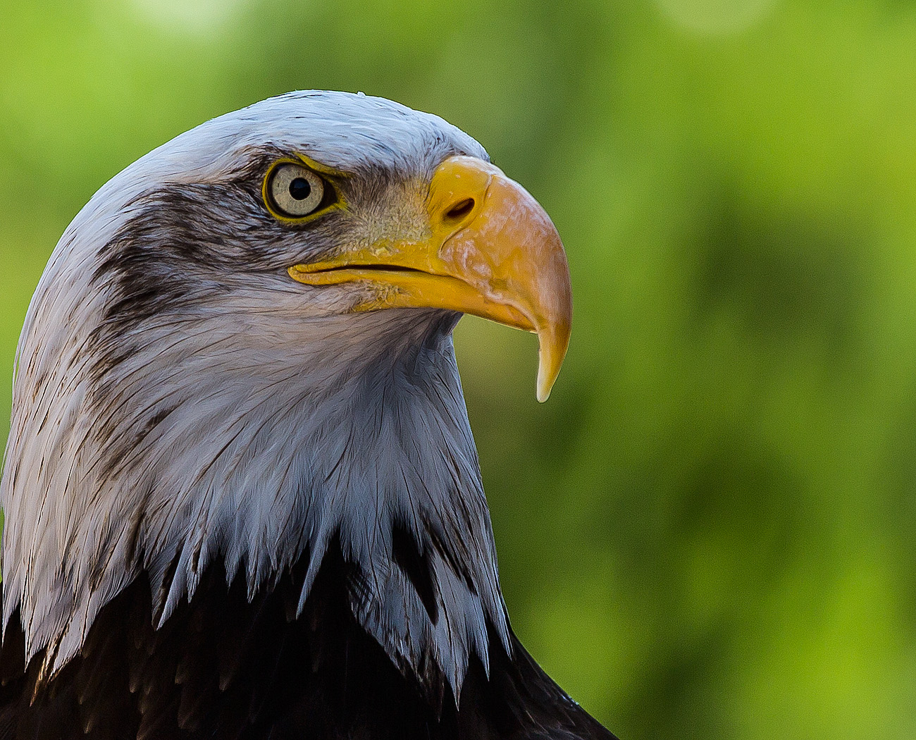 Weisskopfseeadler