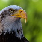 Weisskopfseeadler