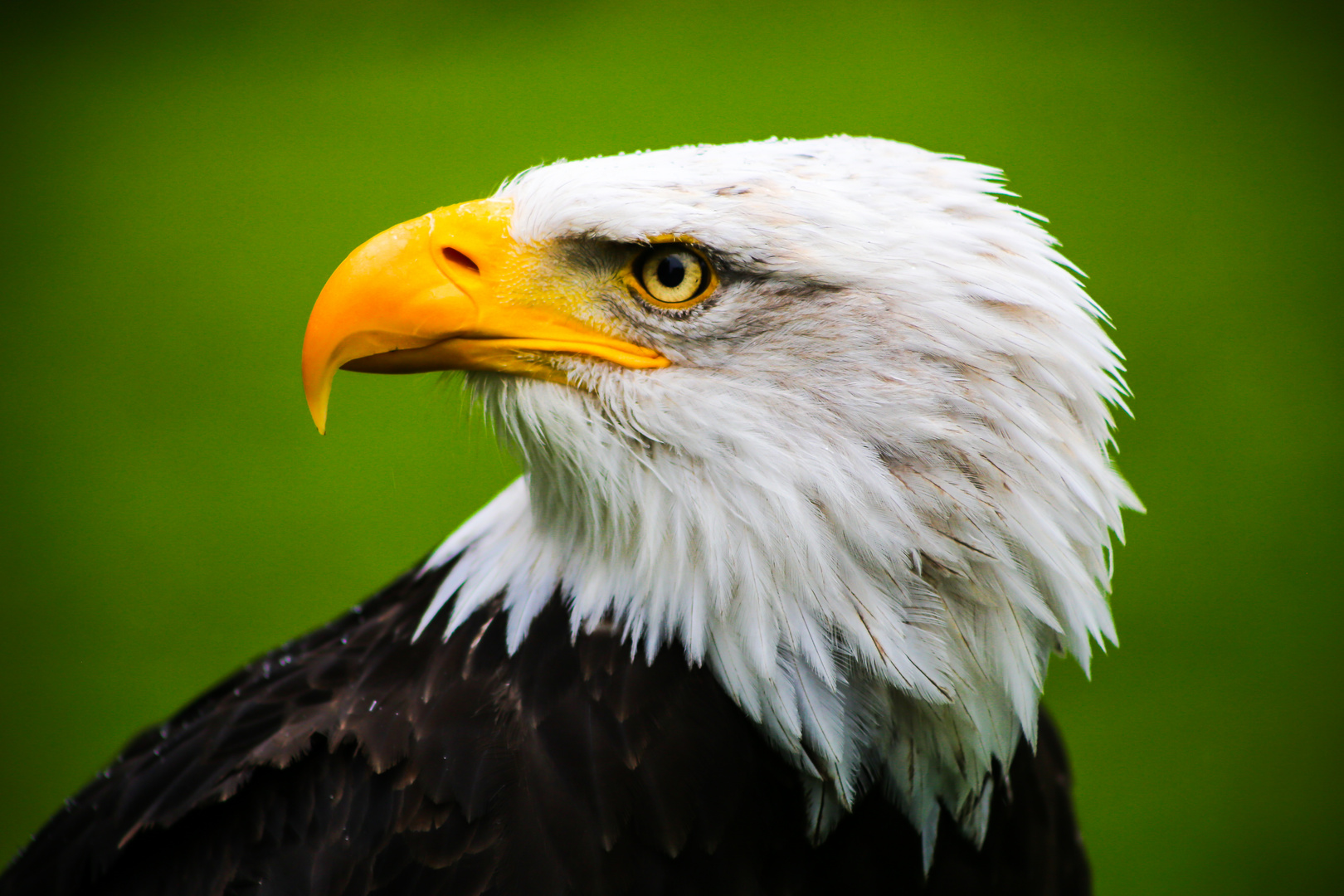 Weißkopfseeadler