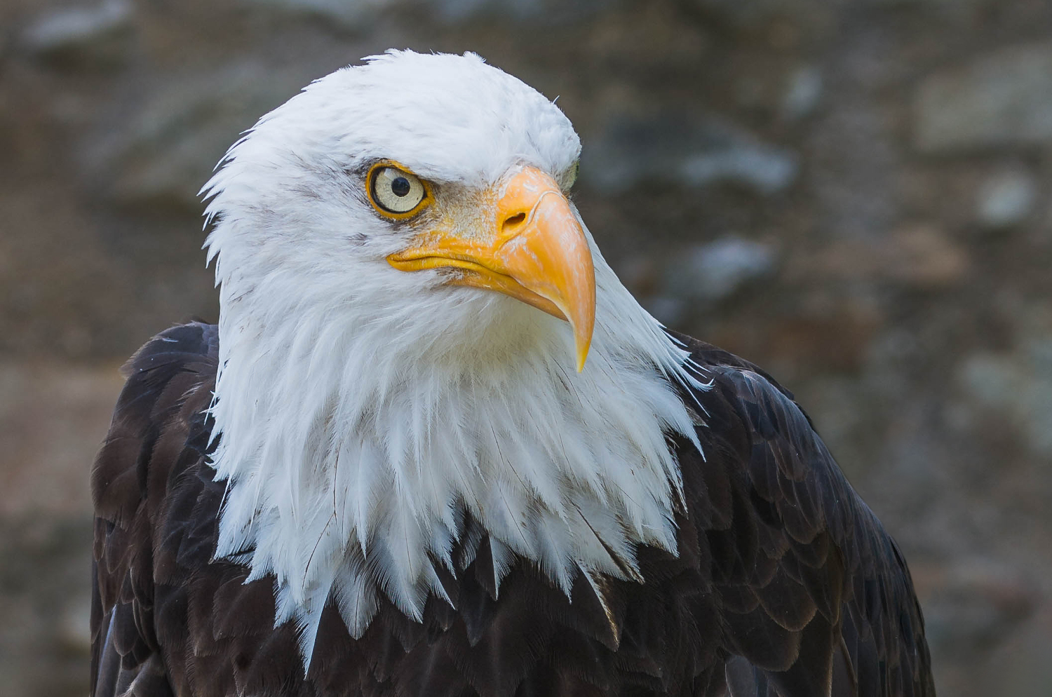 Weißkopfseeadler