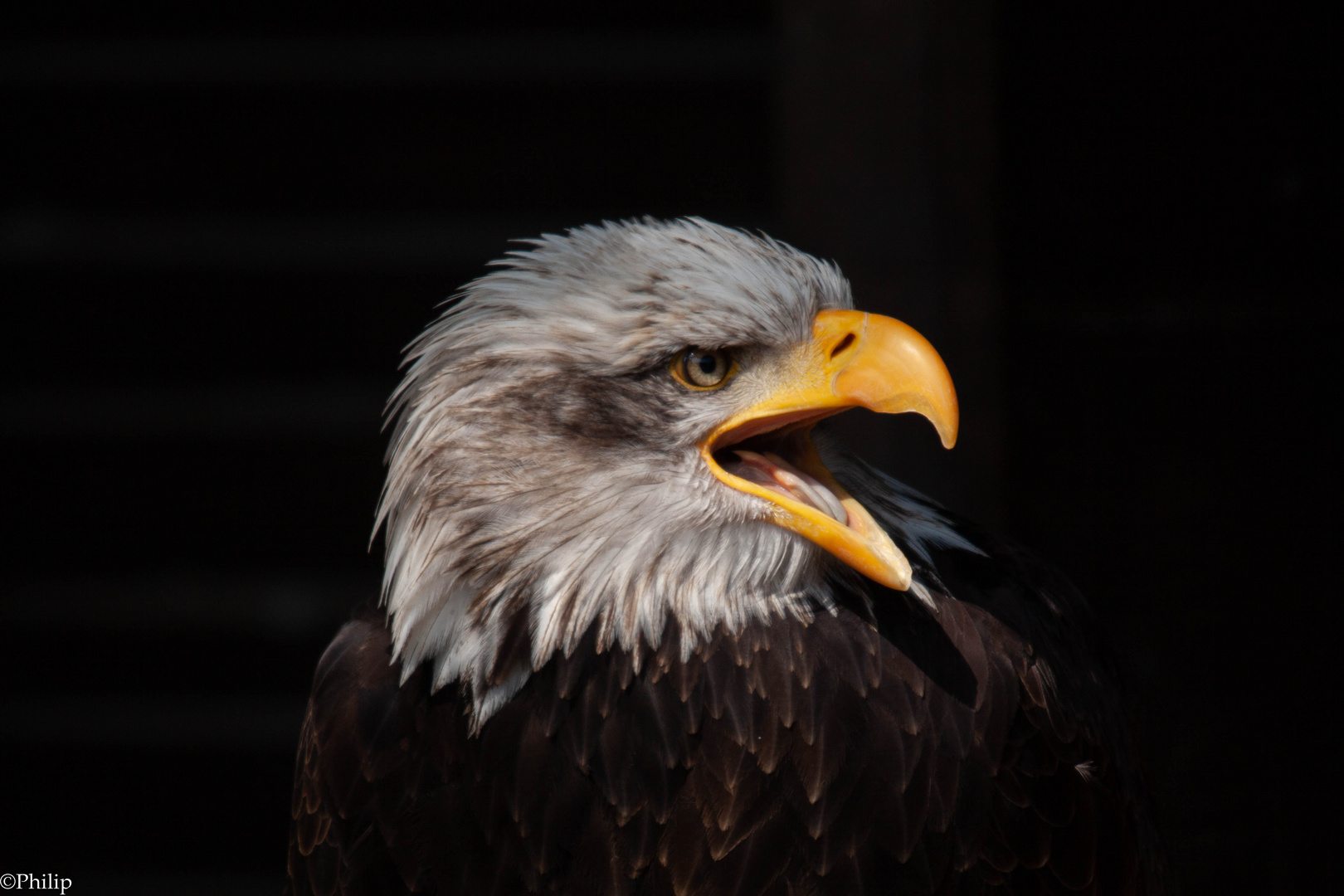 Weißkopfseeadler