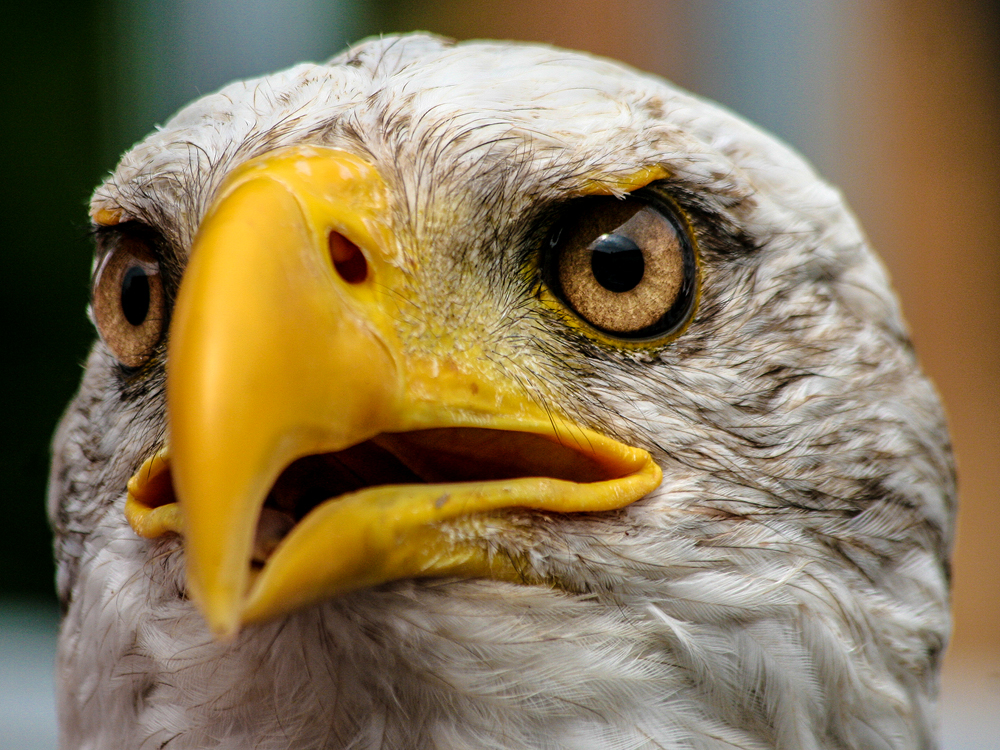 Weisskopfseeadler