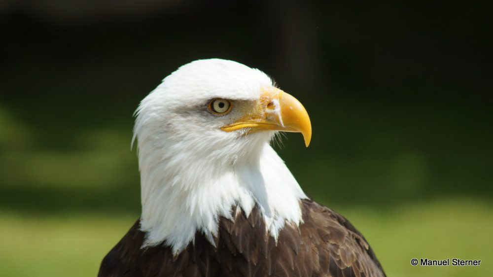 Weißkopfseeadler