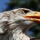 Weisskopfseeadler