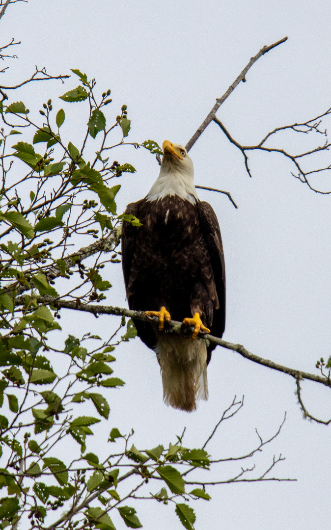 Weißkopfseeadler