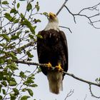 Weißkopfseeadler