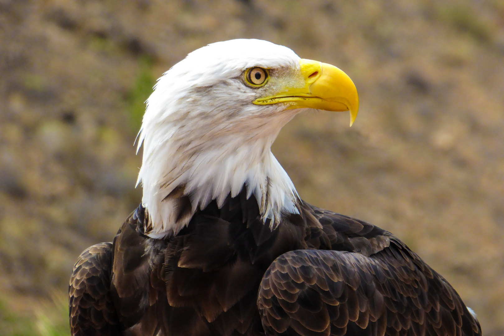 Weißkopfseeadler