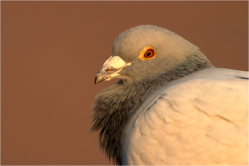 Weisskopfseeadler