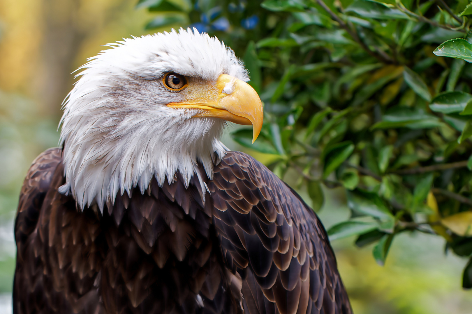 Weißkopfseeadler