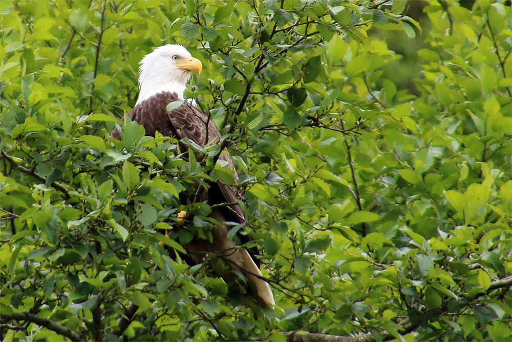 Weißkopfseeadler