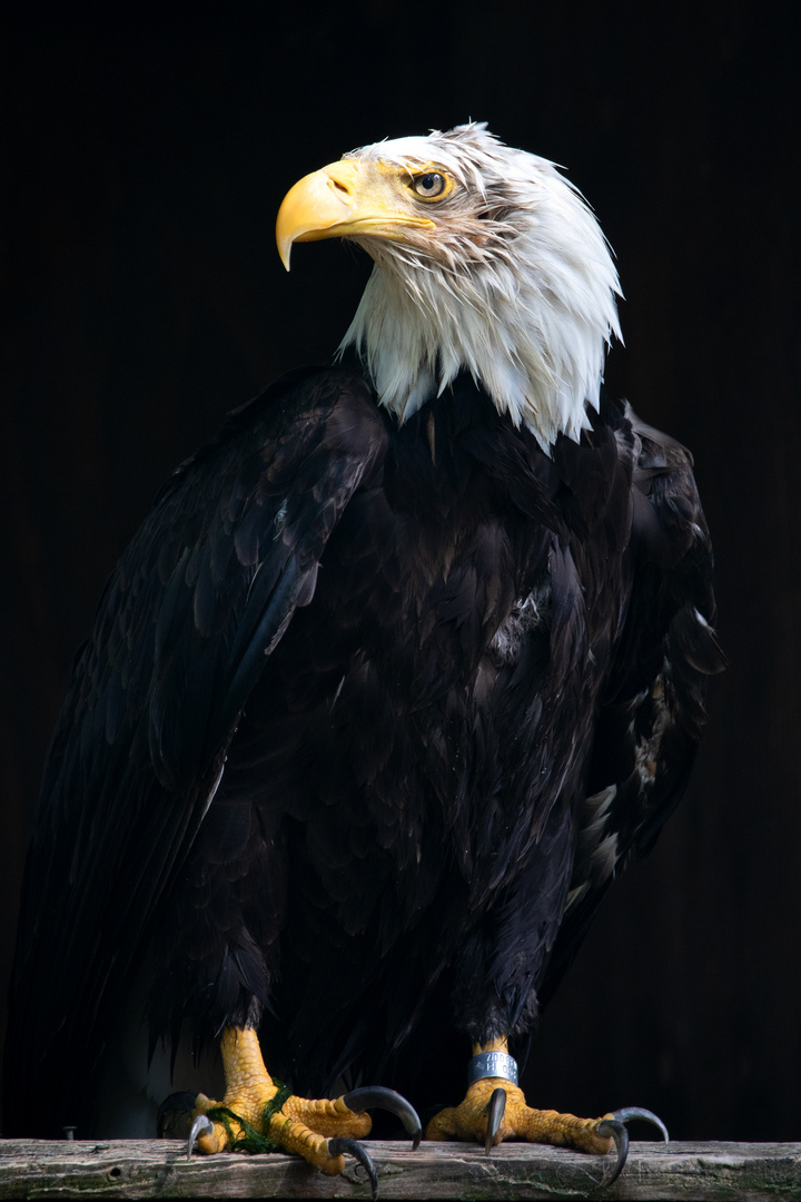 Weisskopfseeadler