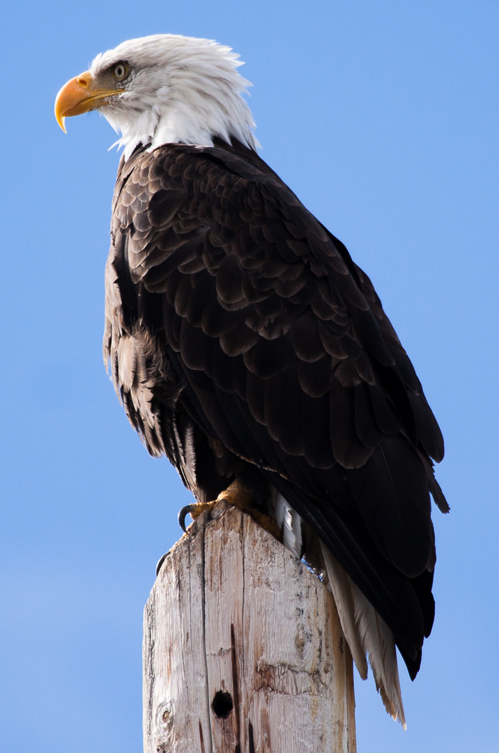 Weißkopfseeadler