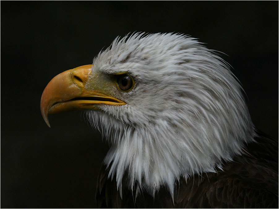 Weißkopfseeadler