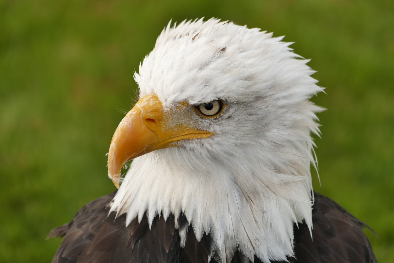 Weisskopfseeadler