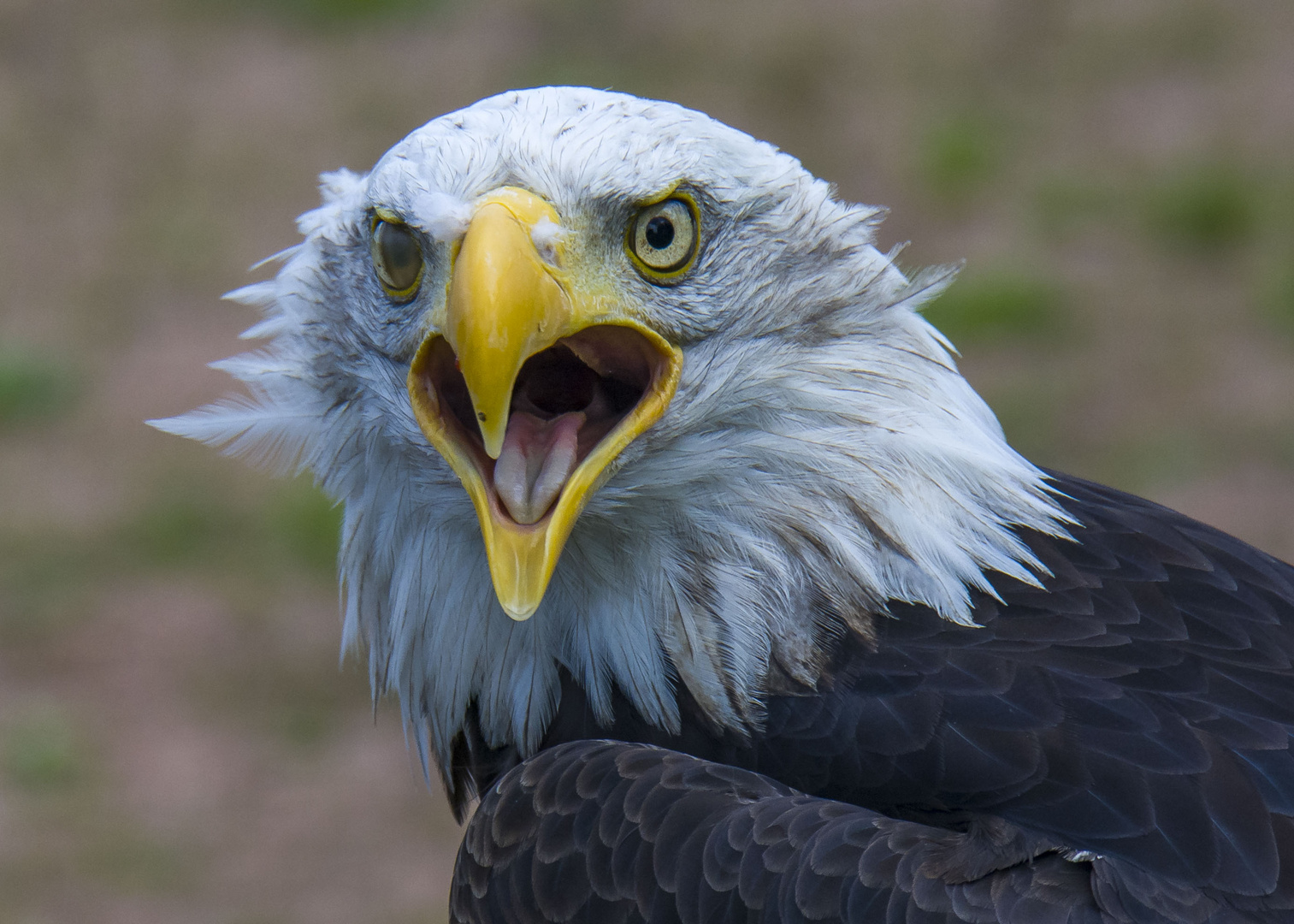 Weißkopfseeadler 