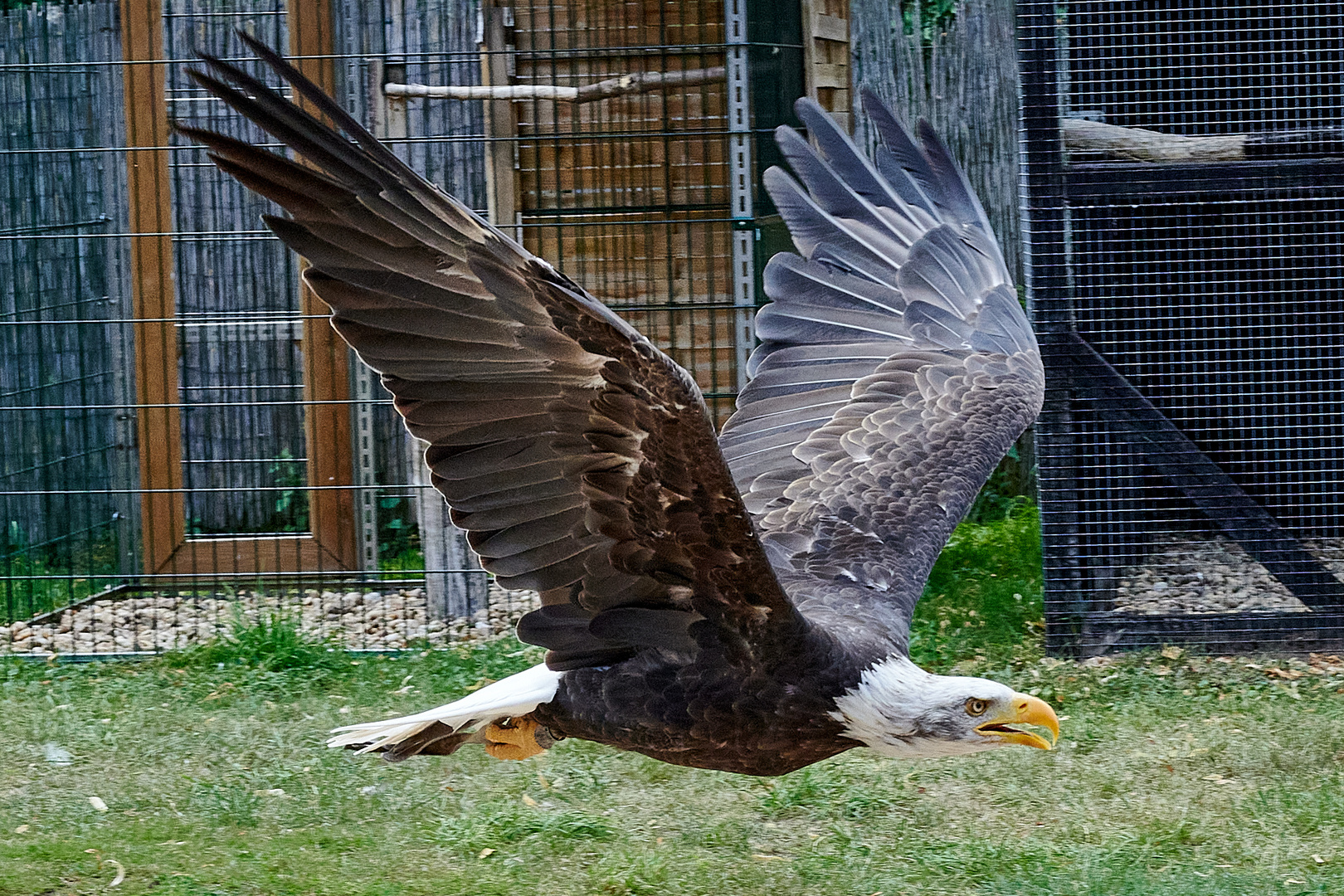 Weisskopfseeadler