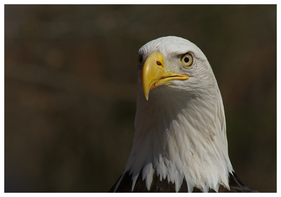 Weißkopfseeadler