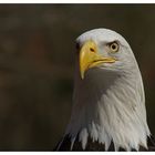 Weißkopfseeadler