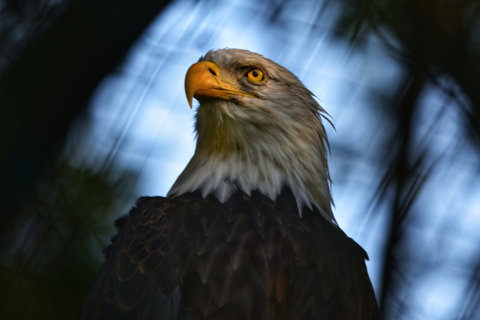 Weißkopfseeadler