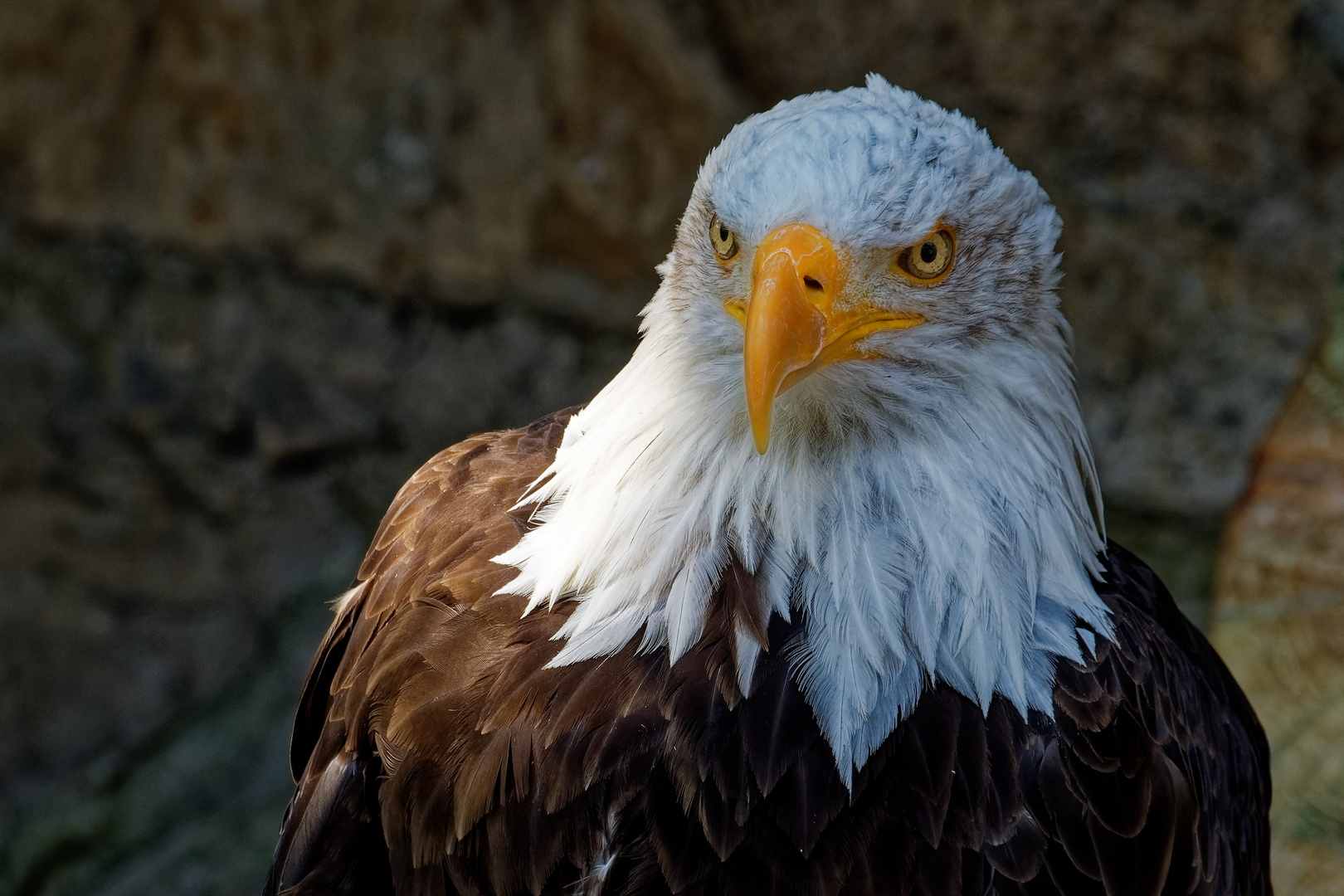 Weißkopfseeadler