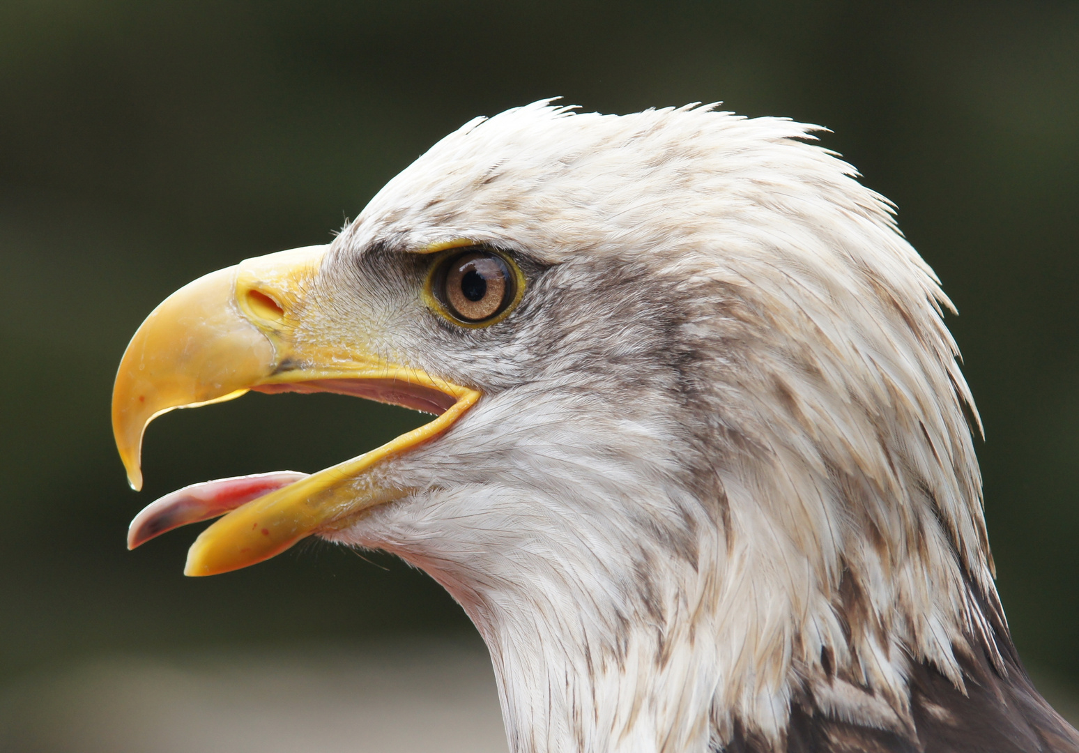 Weißkopfseeadler