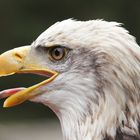 Weißkopfseeadler