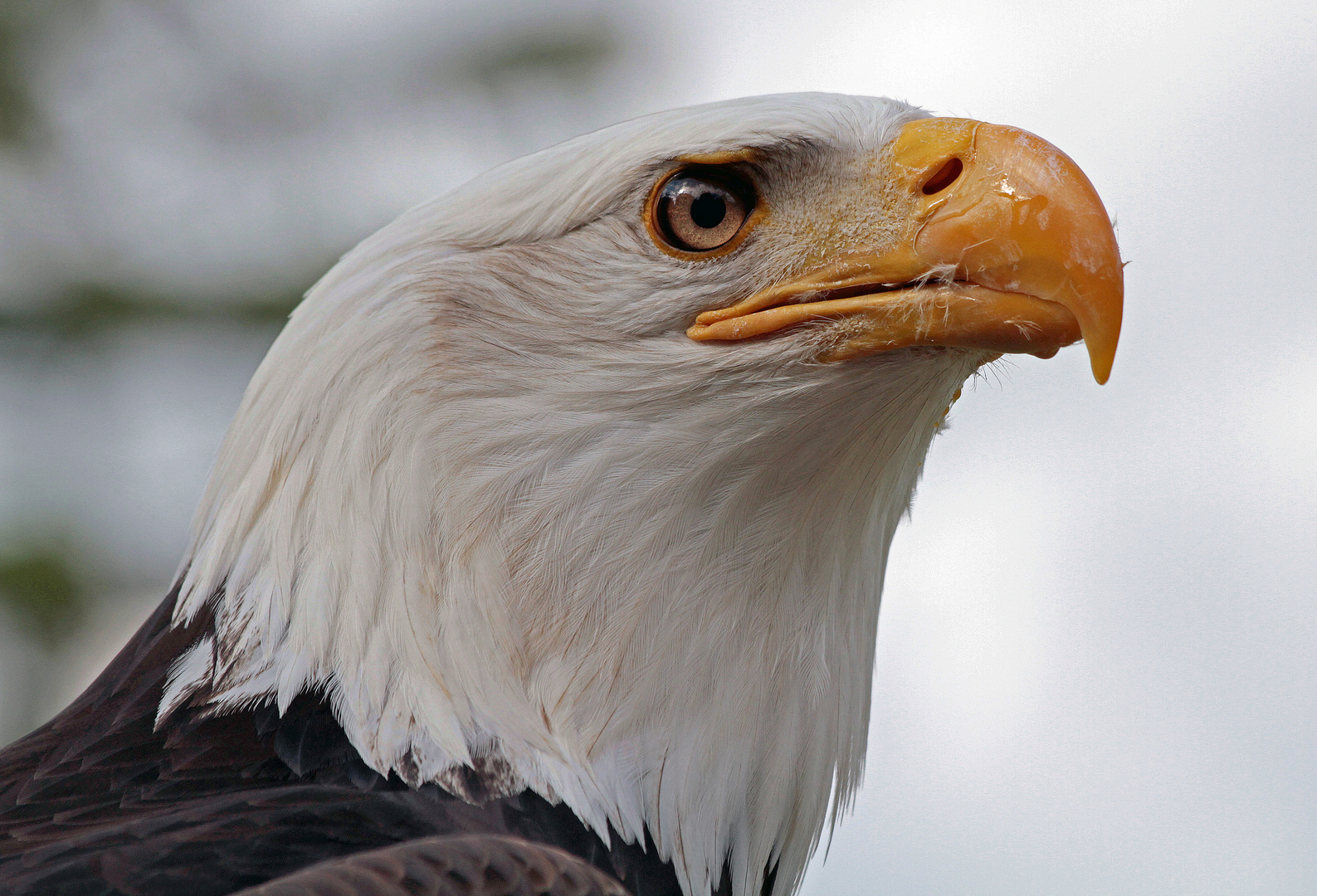 weißkopfseeadler