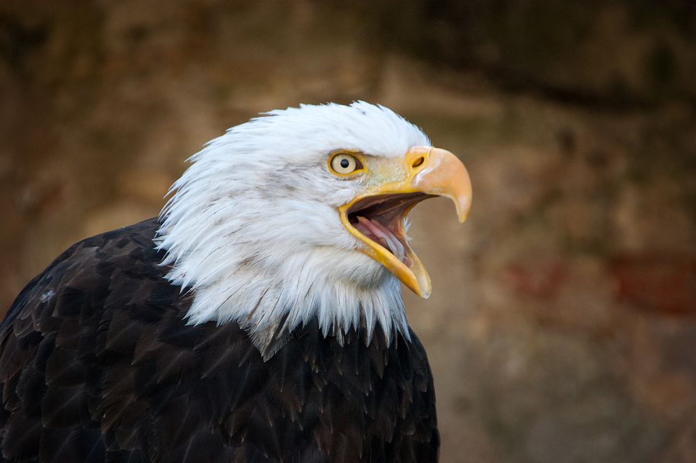 Weißkopfseeadler