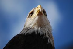 Weißkopfseeadler