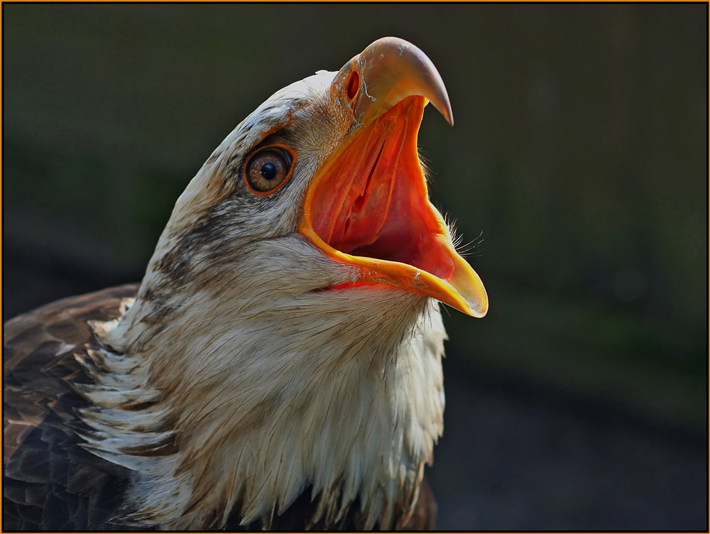 Weißkopfseeadler