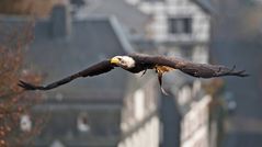 Weißkopfseeadler