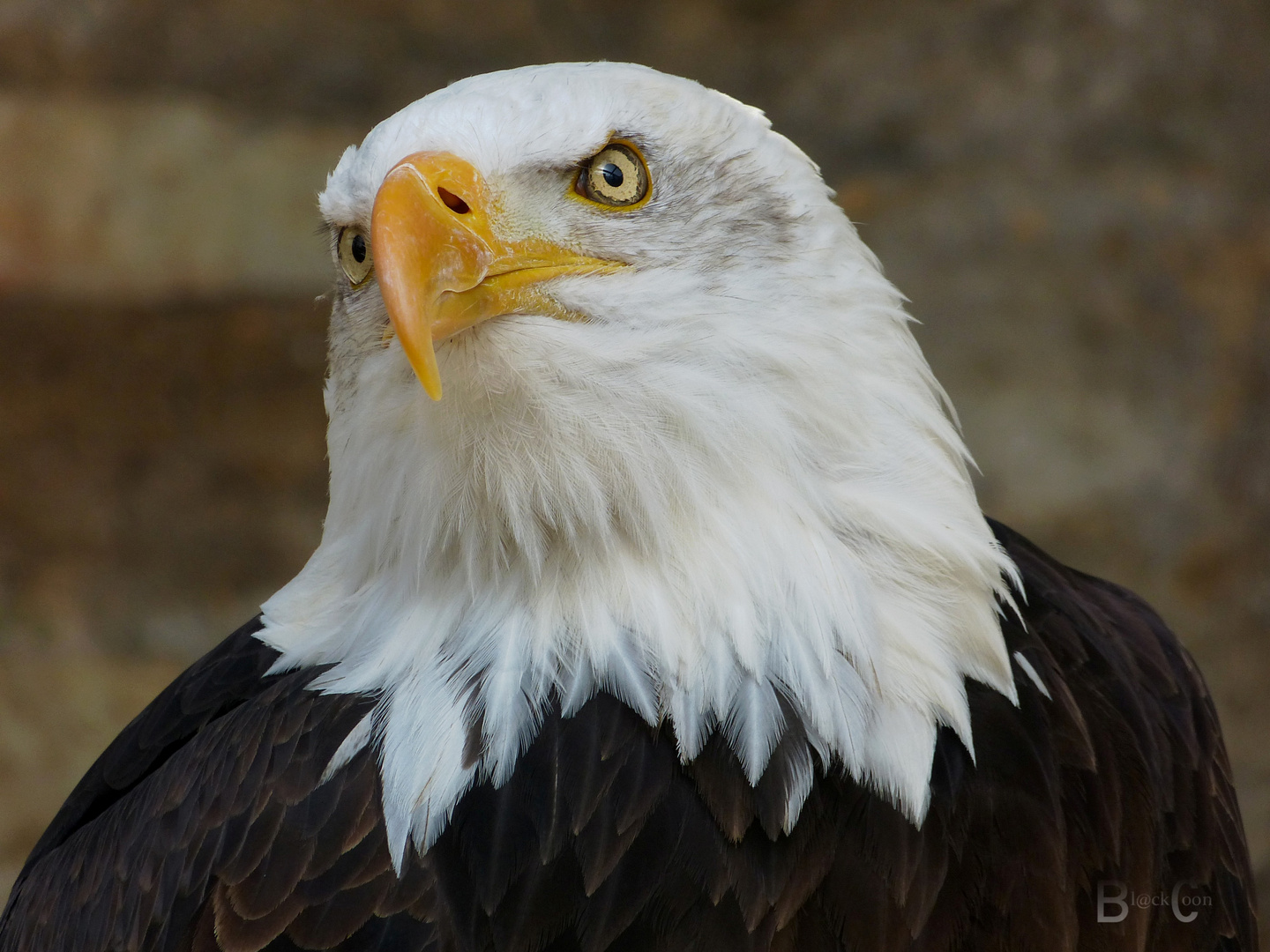 Weißkopfseeadler