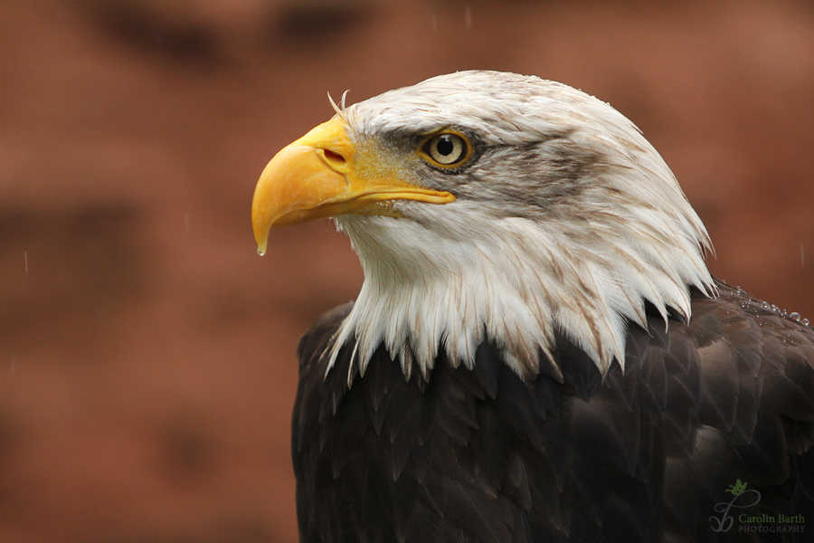 Weißkopfseeadler...