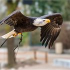 Weißkopfseeadler